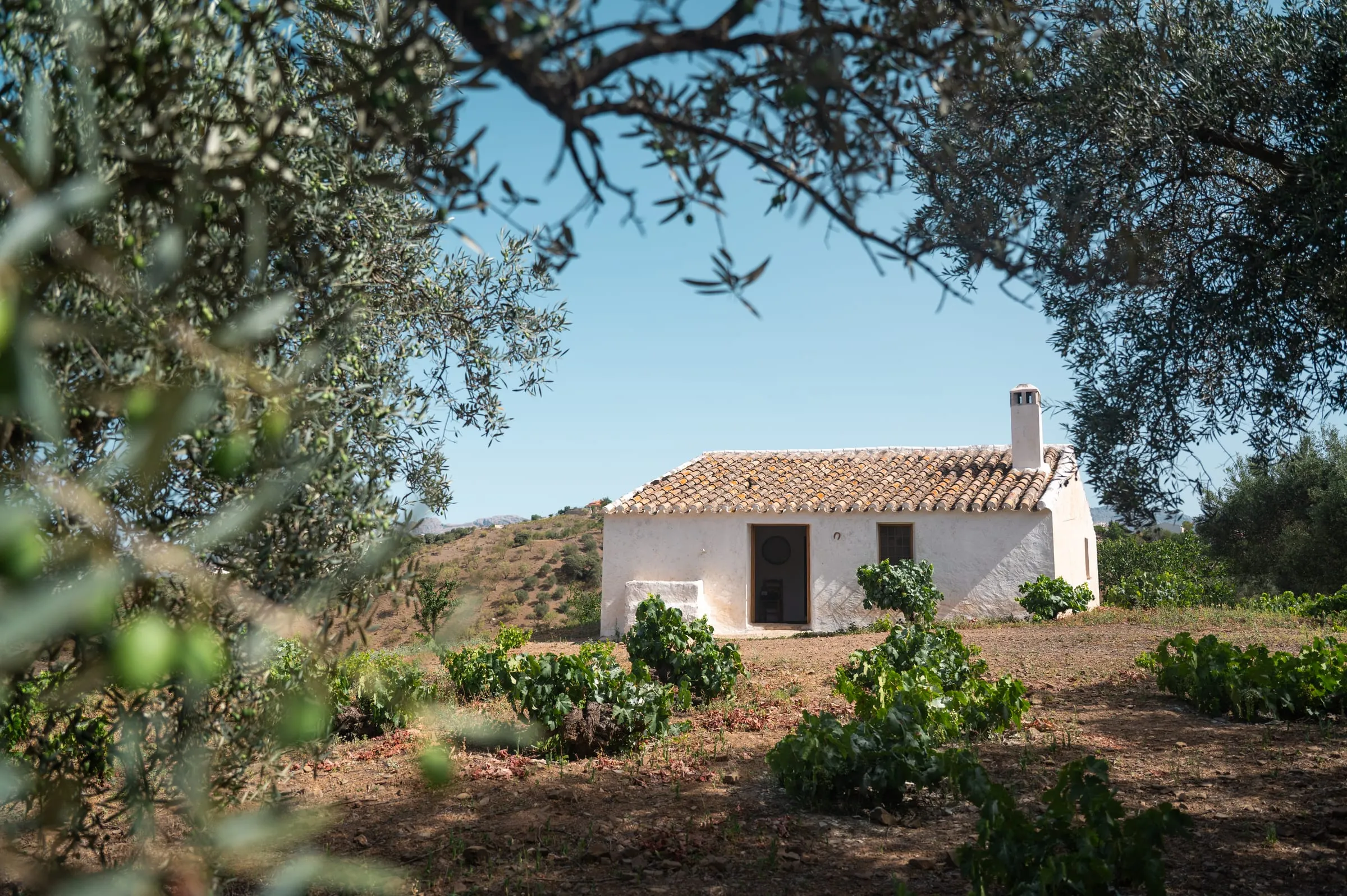 Casa blanca encalada con tejado de teja entre olivos y cultivos